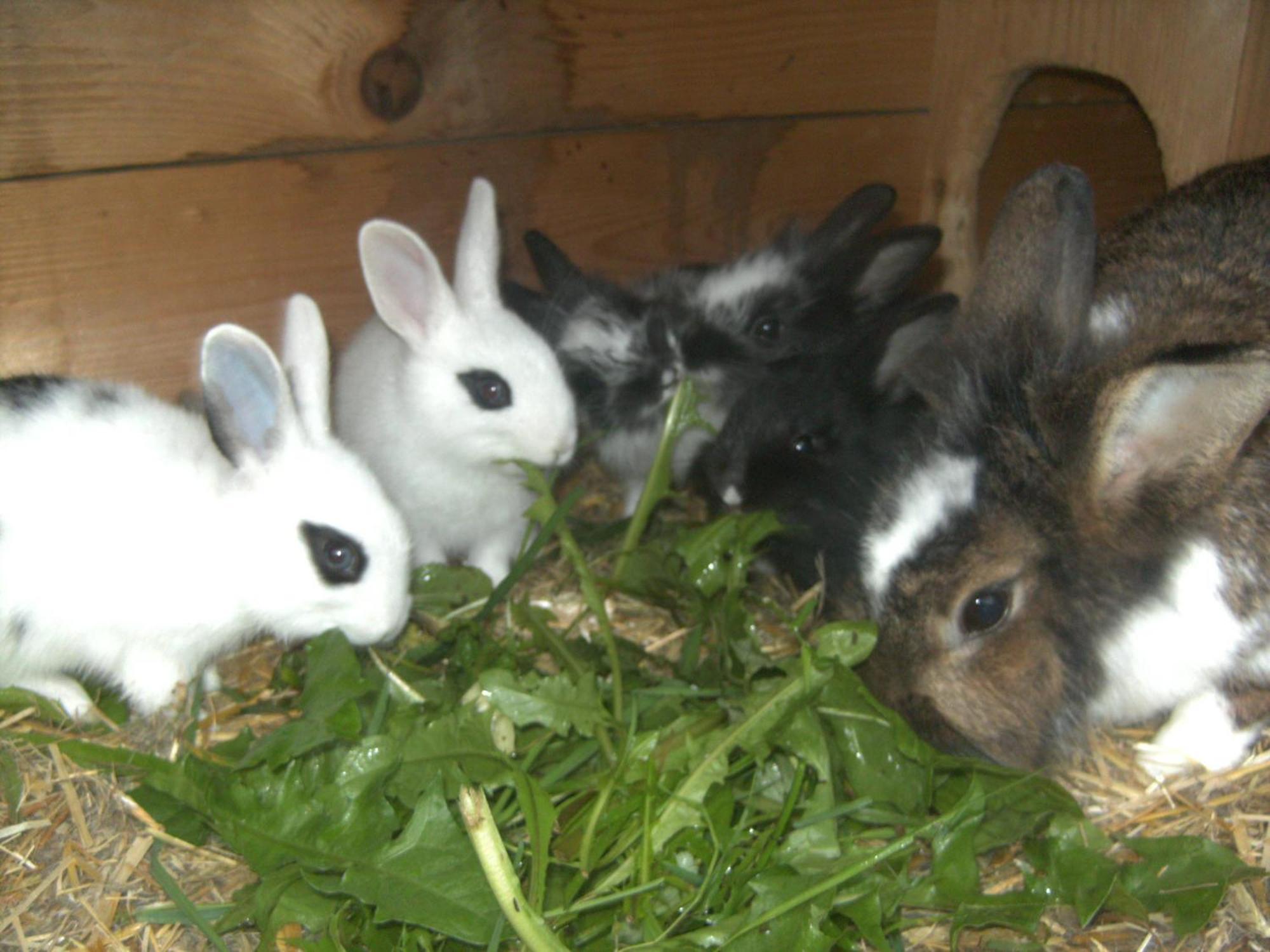 Farm stay Biobauernhof Windbachgut *