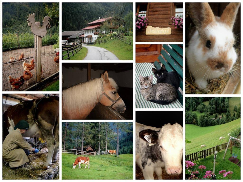 Farm stay Biobauernhof Windbachgut